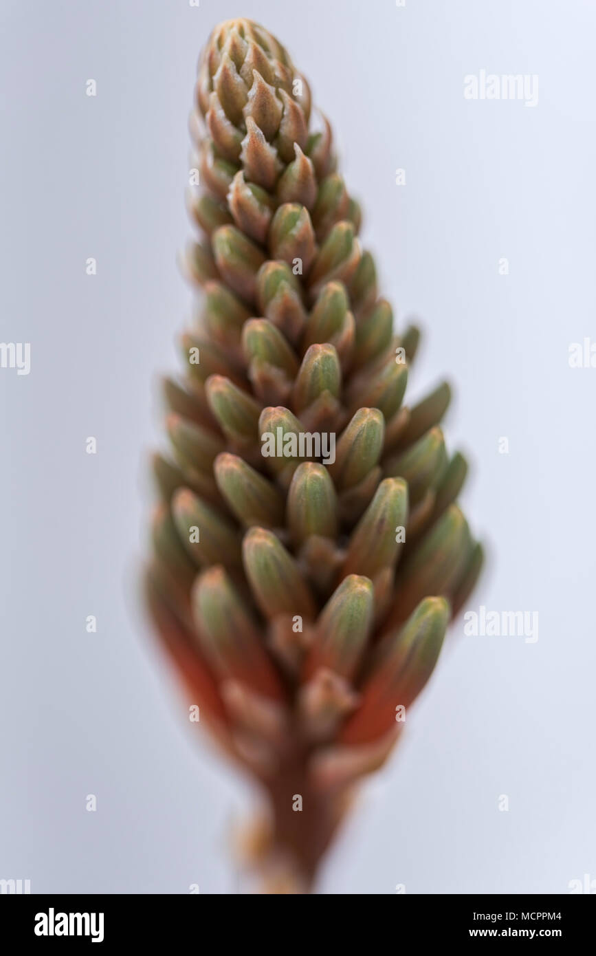 Eine erblühende Aloe Vera Stock Photo