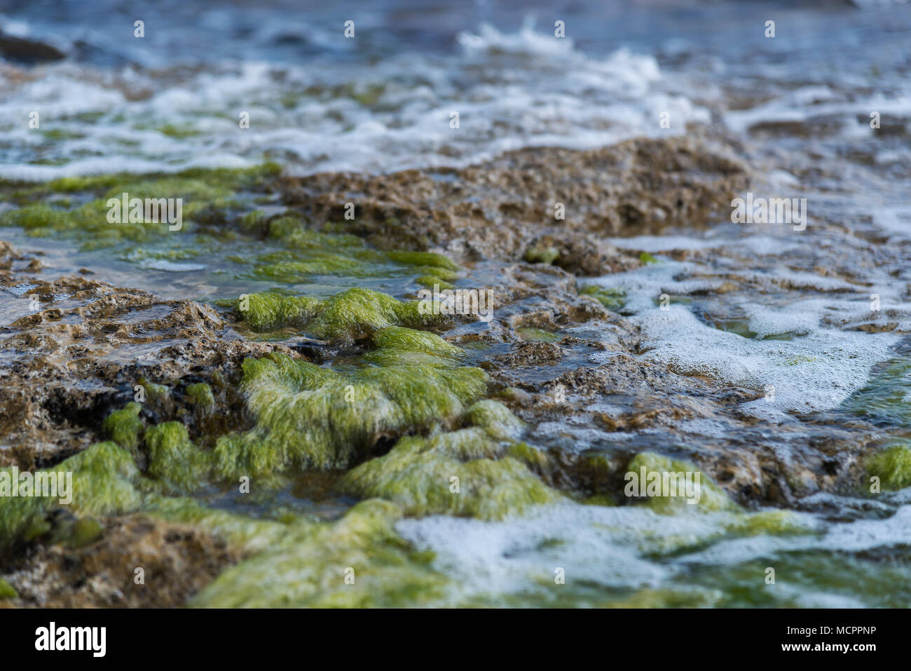 Algen auf Steinen an der Küste von Chersonissos Stock Photo