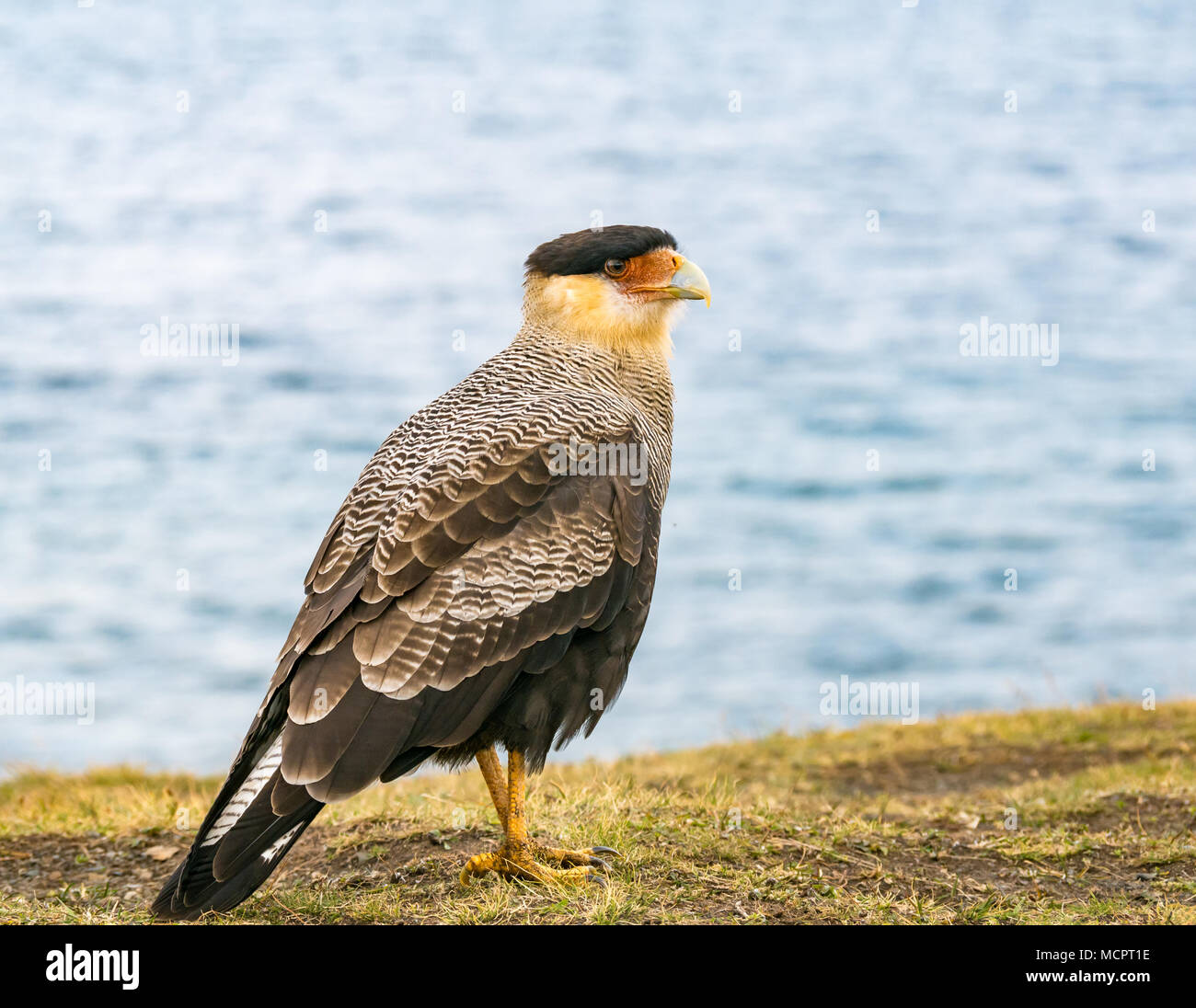 Southern crested caracara, Caracara plancus, Torres del Paine National Park, Patagonia, Chile, South America Stock Photo