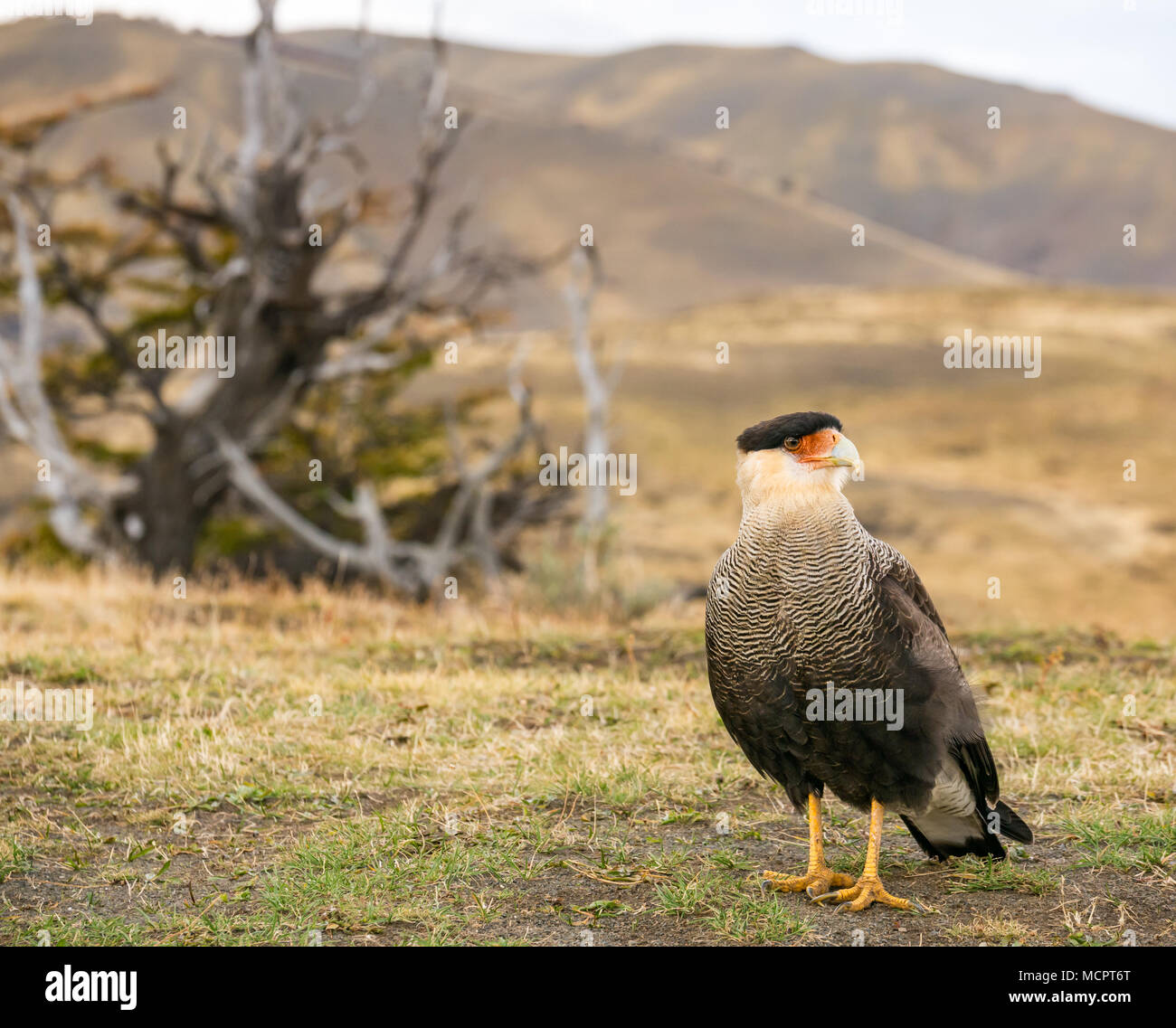 Southern crested caracara, Caracara plancus, Torres del Paine National Park, Patagonia, Chile, South America Stock Photo