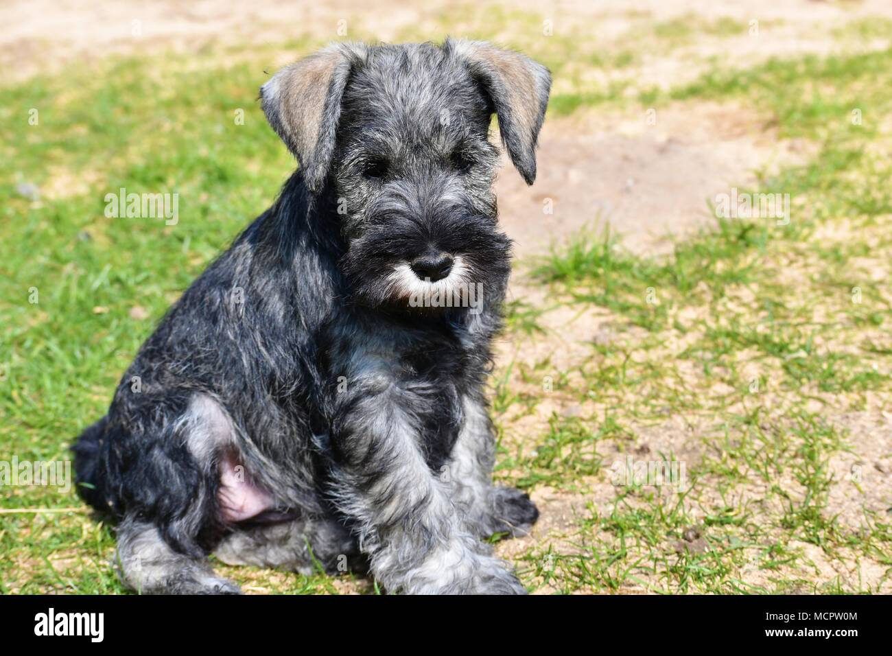Miniature schnauzer puppy close face portrait, purebred, champion line,  very typical breed representative Stock Photo - Alamy