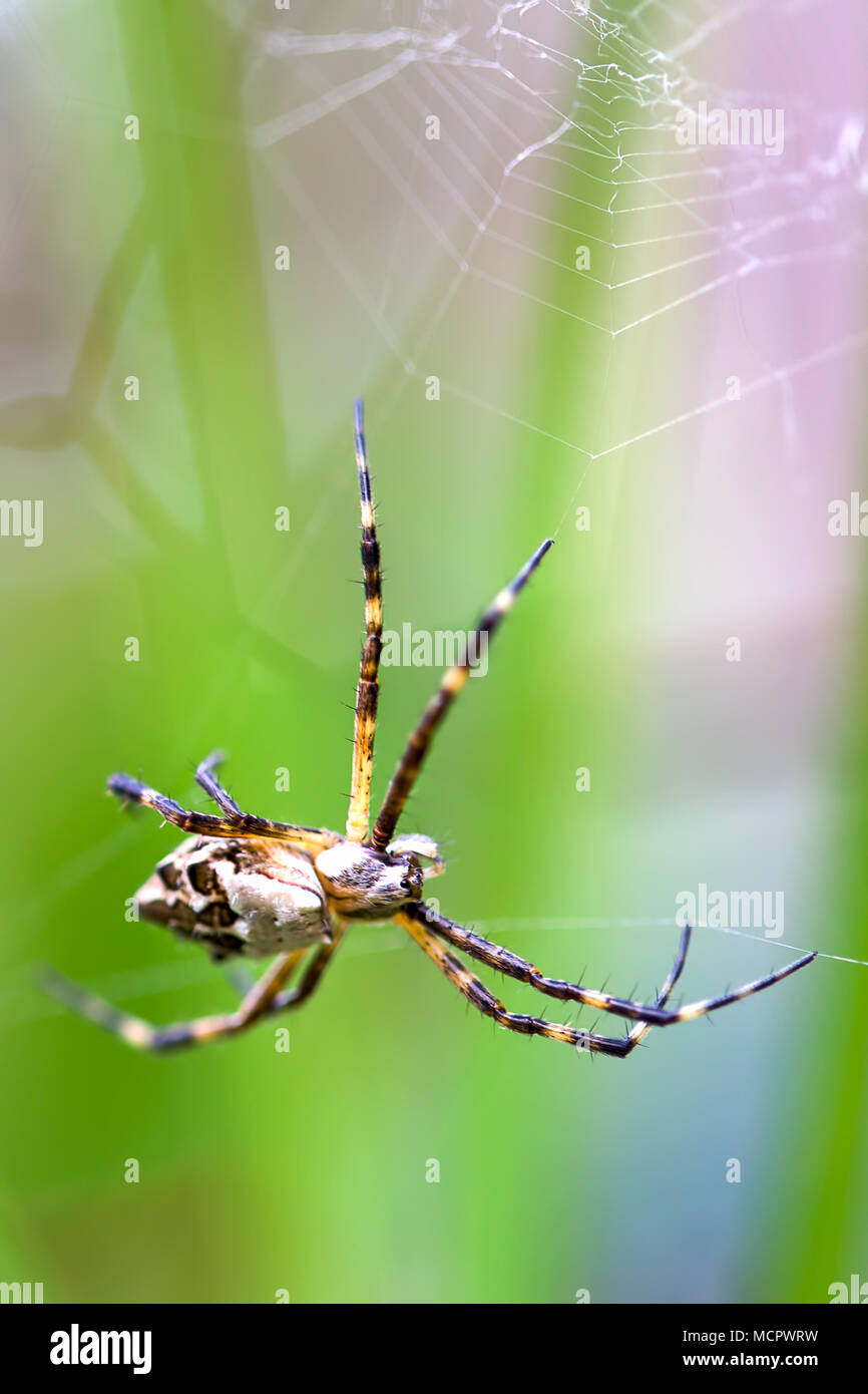 Macro photography of an Argiope argentata spider waiting its pray. Stock Photo