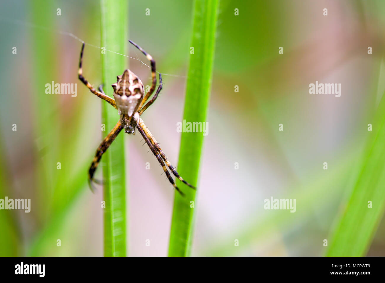 Macro photography of a Argiope argentata, a very beautiful garden spider. Stock Photo