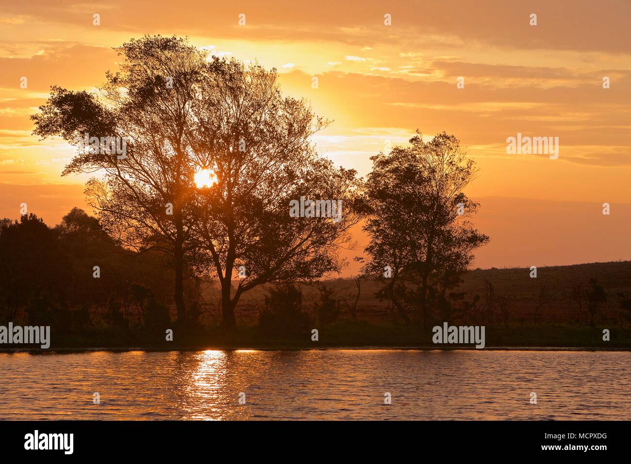 new forest landscape at sunrise written pond near Burley with reflections on a pond Stock Photo