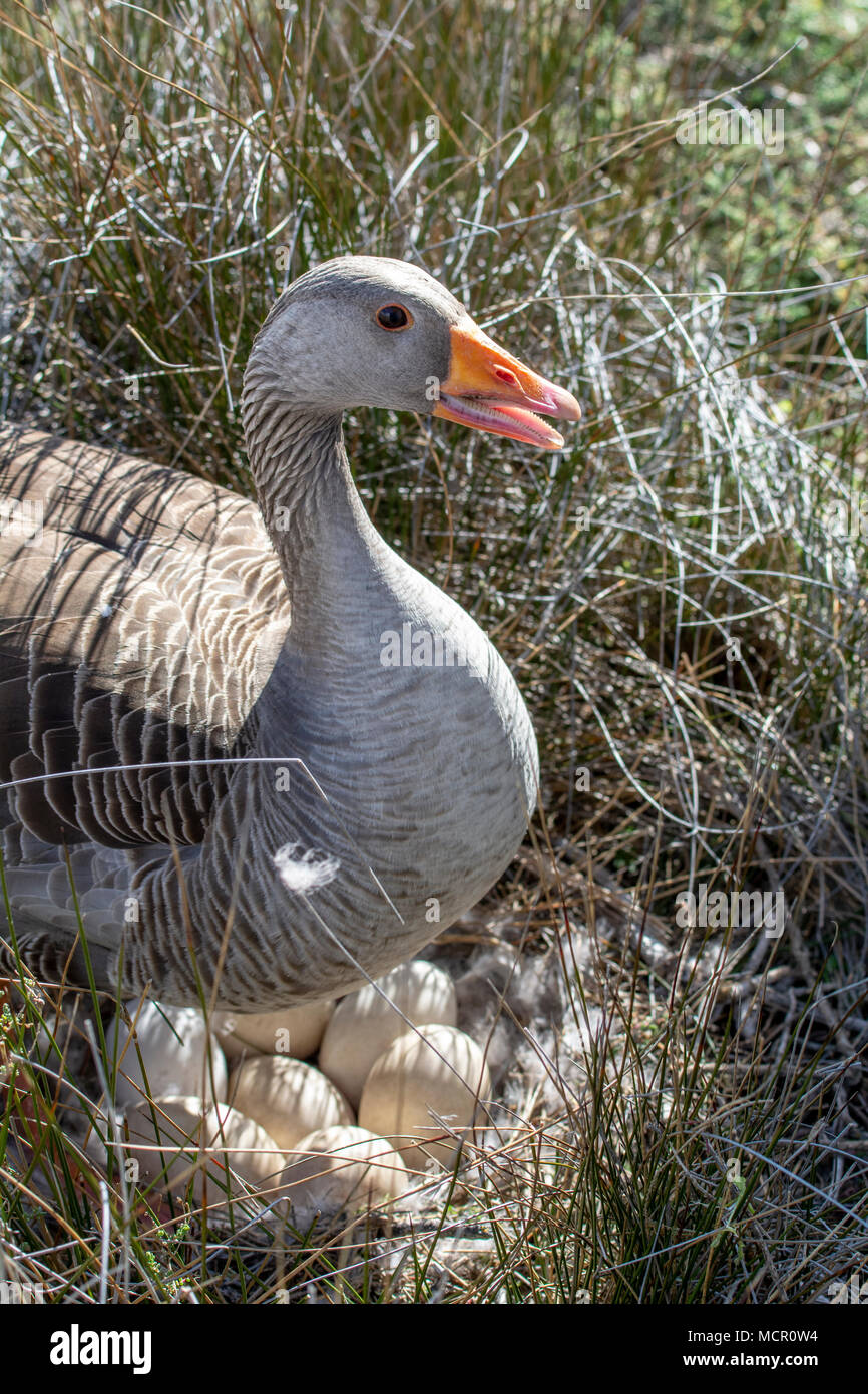 Goose hatching eggs in nest Stock Photo Alamy
