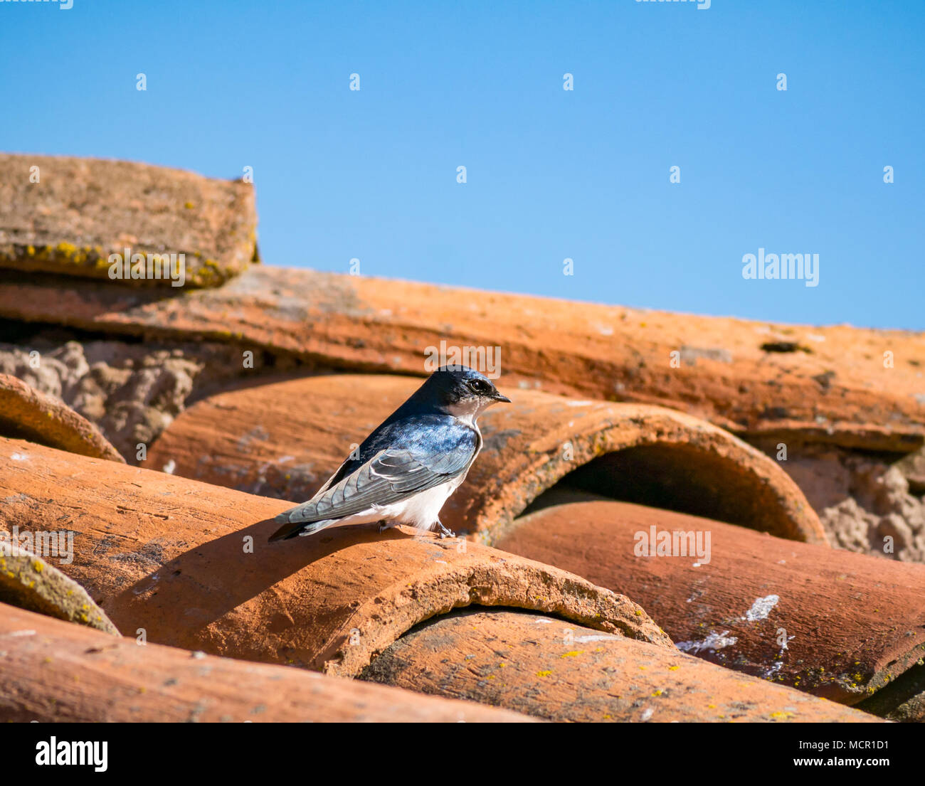 Chilean swallow, Tachycineta leucopyga, resting on tiled roof with blue sky, Chile, South America Stock Photo