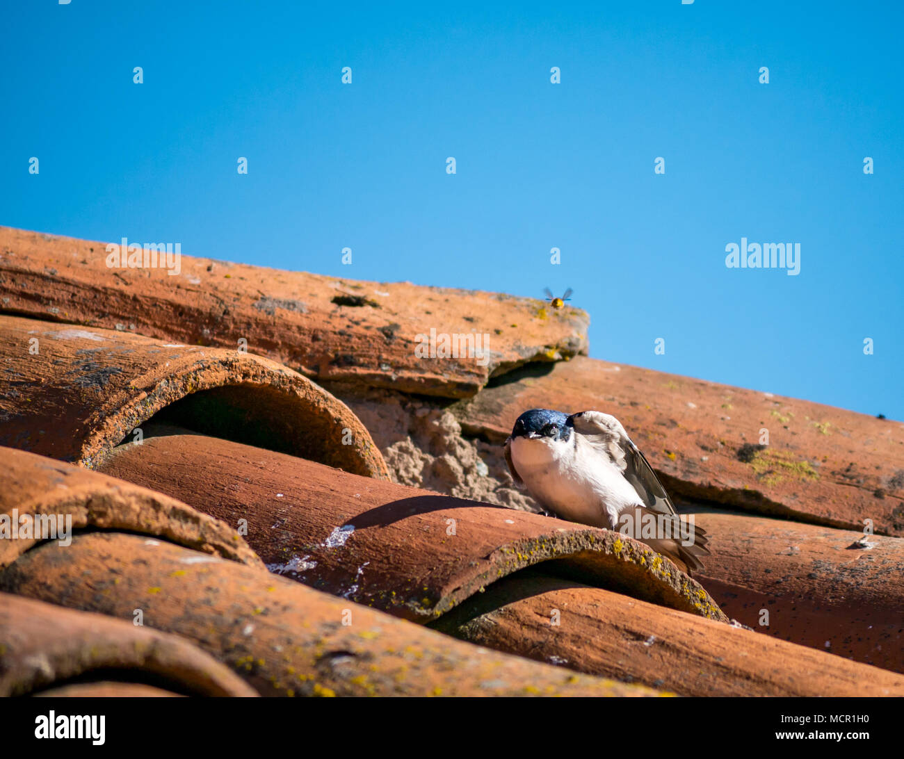 Chilean swallow, Tachycineta leucopyga, resting on tiled roof with winged insect flying past, Chile, South America Stock Photo
