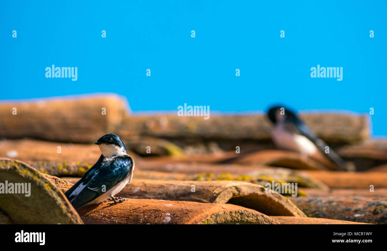 Chilean swallows, Tachycineta leucopyga, resting on tiled roof with blue sky, Chile, South America Stock Photo