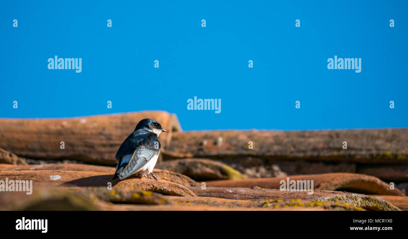 Chilean swallow, Tachycineta leucopyga, resting on tiled roof with blue sky, Chile, South America Stock Photo