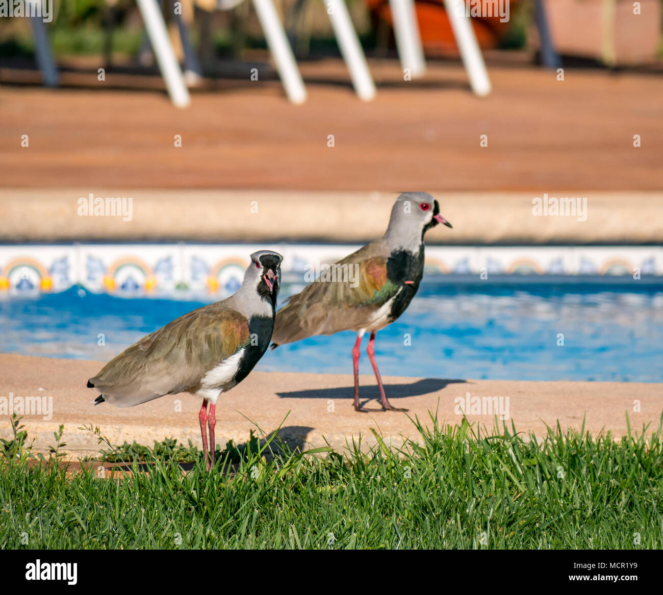 Andean lapwings, Vanellus resplendens, by hotel swimming pool, Santa Cruz, Colchagua valley, Chile, South America, calling loudly Stock Photo