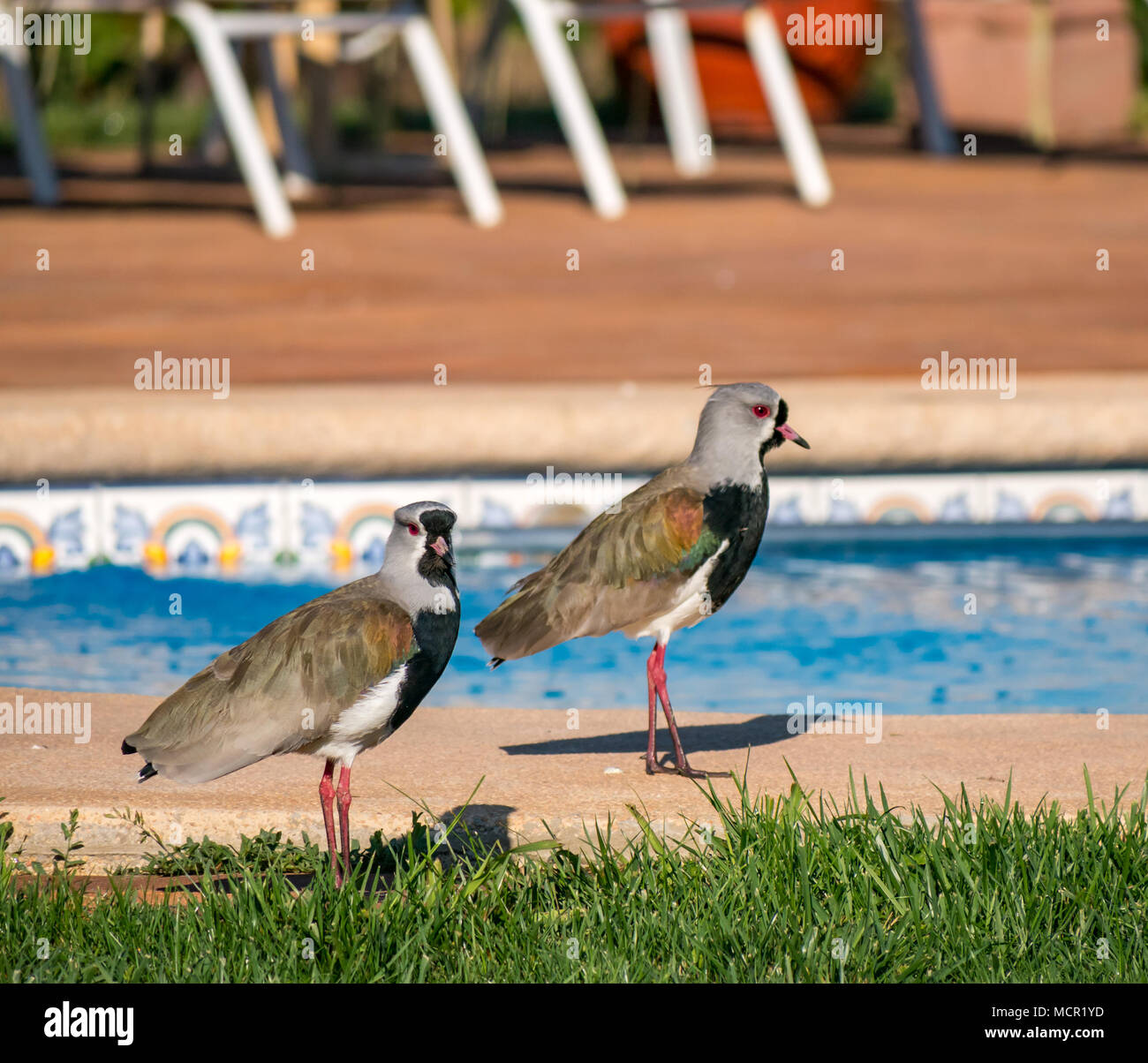 Andean lapwings, Vanellus resplendens, by hotel swimming pool, Santa Cruz, Colchagua valley, Chile, South America Stock Photo