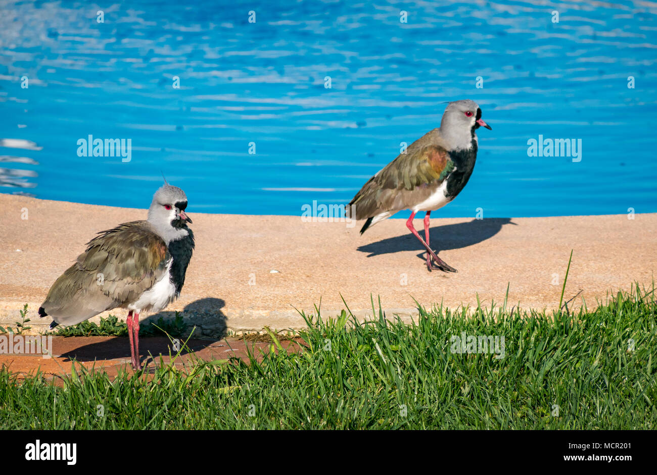 Andean lapwings, Vanellus resplendens, by hotel swimming pool, Santa Cruz, Colchagua valley, Chile, South America Stock Photo