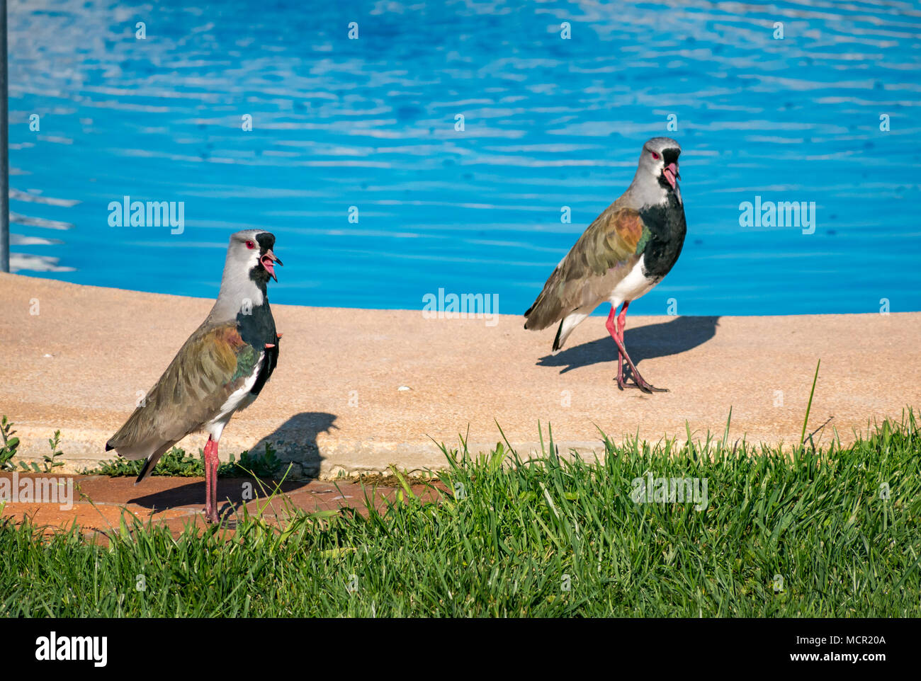 Andean lapwings, Vanellus resplendens, by hotel swimming pool, Santa Cruz, Colchagua valley, Chile, South America, calling loudly Stock Photo