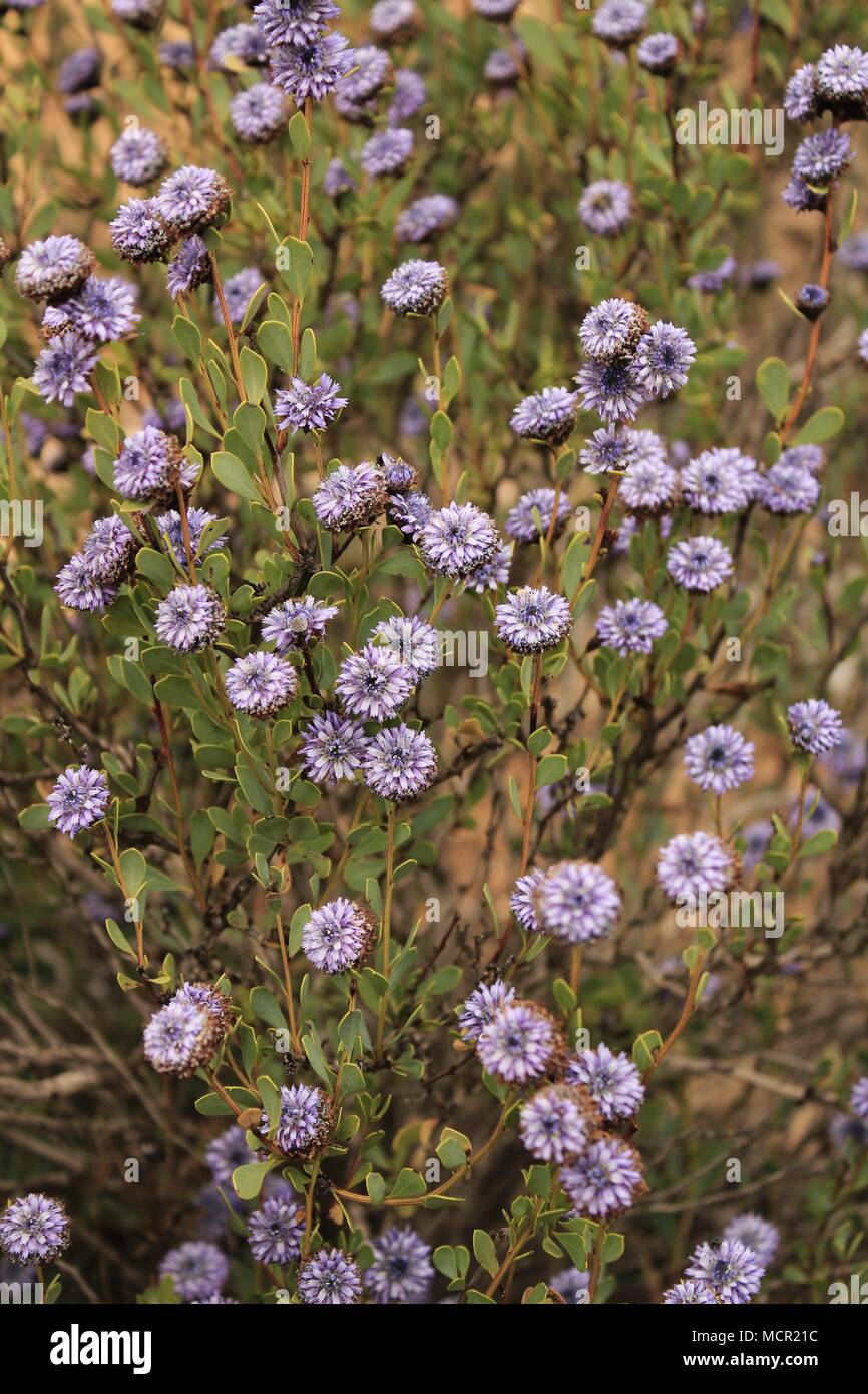 Purple Globularia cordifolia flowers in the mountain in Albacete, Spain Stock Photo