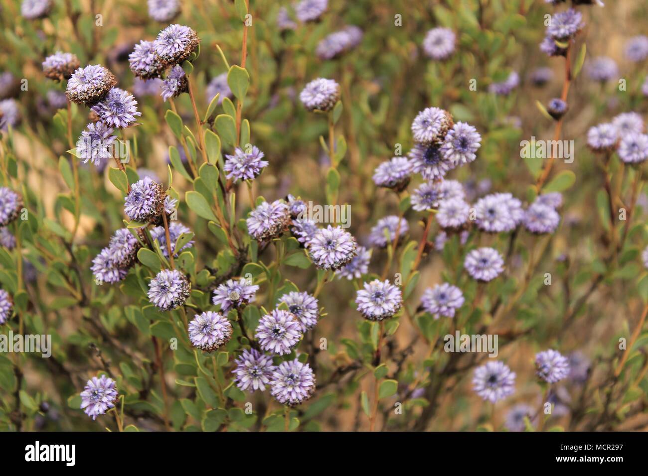 Purple Globularia cordifolia flowers in the mountain in Albacete, Spain Stock Photo