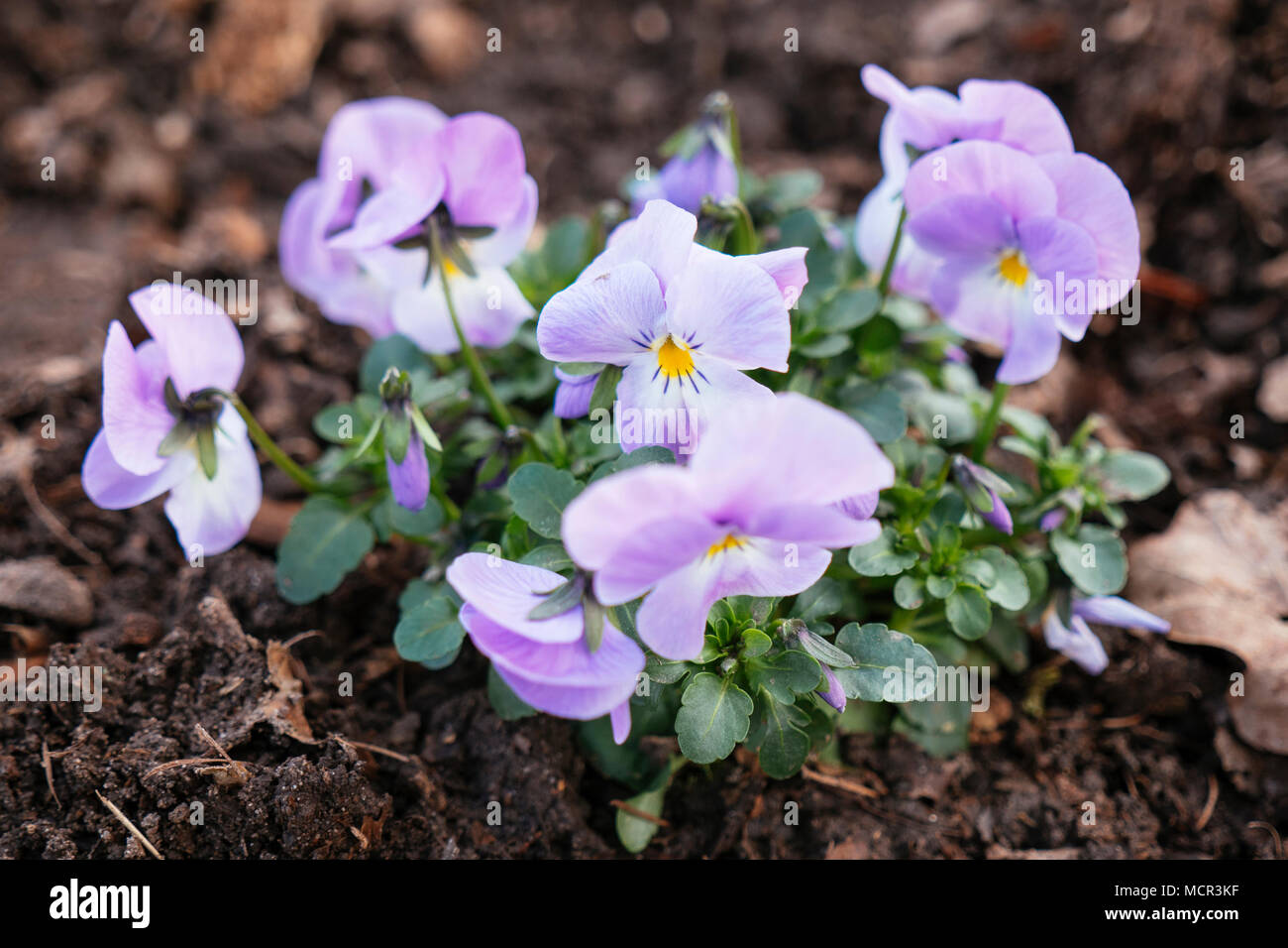 Light violet viola flower Stock Photo