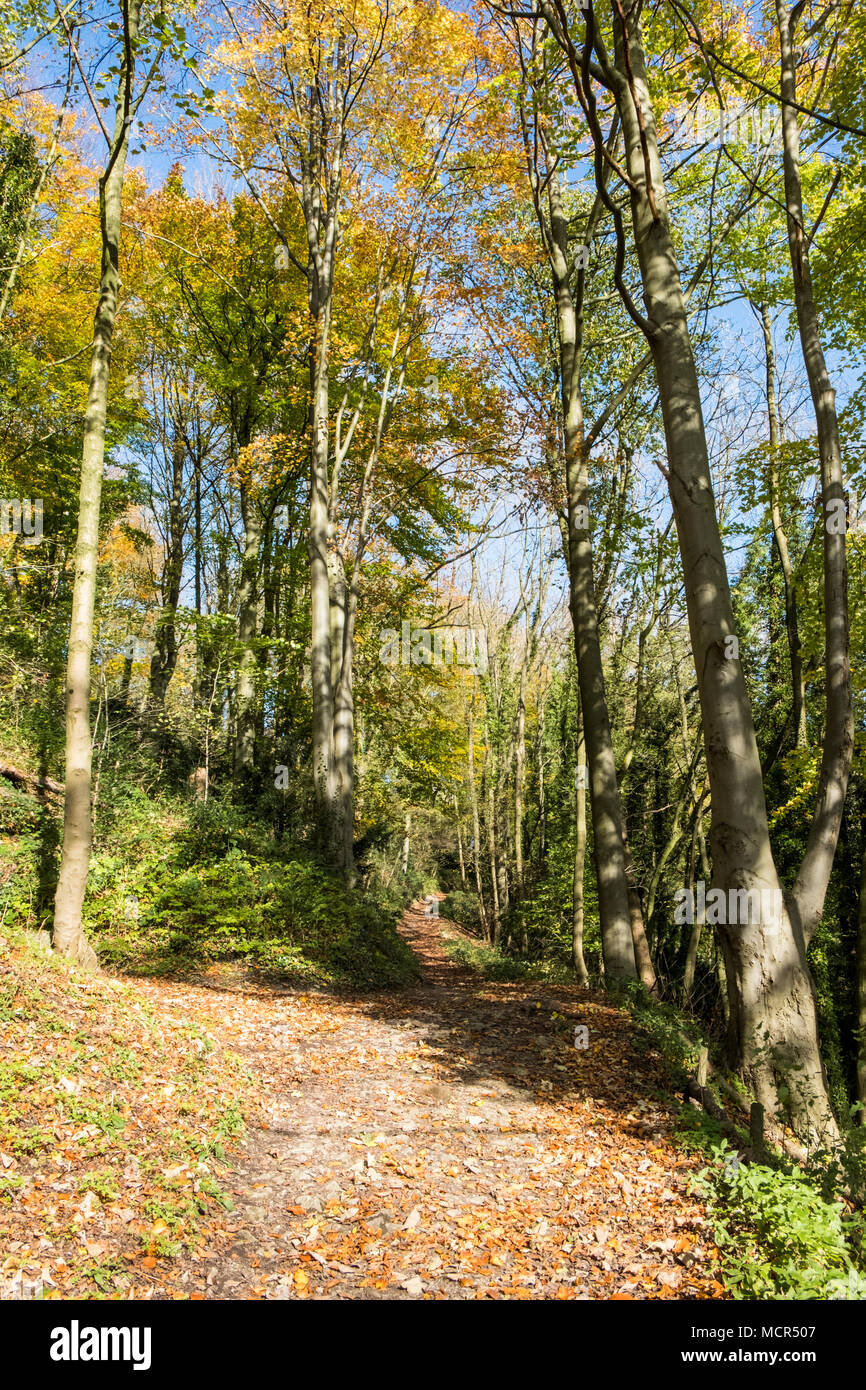 A woodland walk. A path through the trees on High Tor in Autumn at Matlock Bath, Derbyshire, England, UK Stock Photo