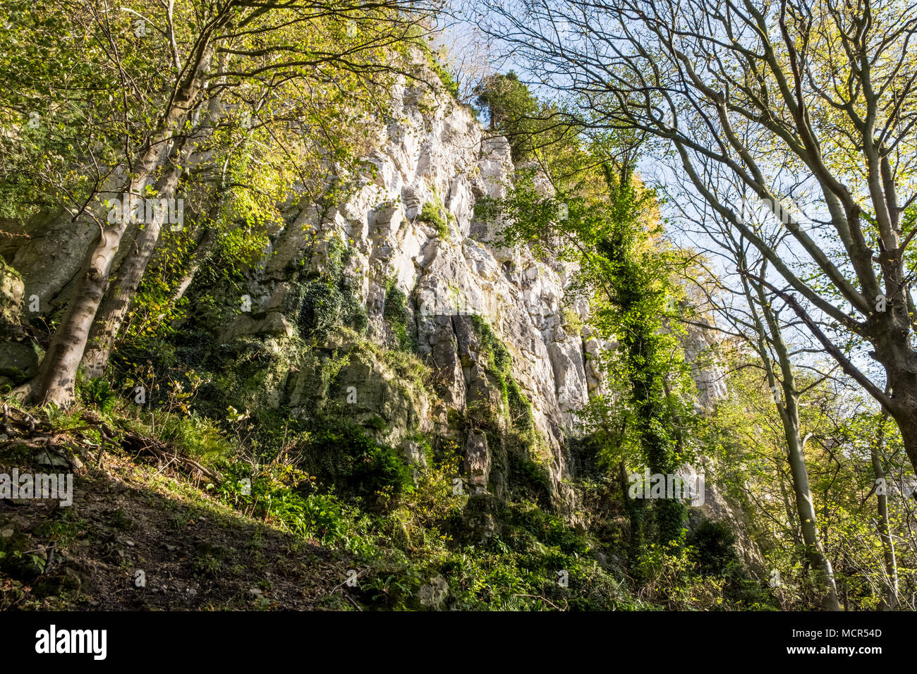 Limestone cliff in woodland above Matlock Bath, Derbyshire, England, UK