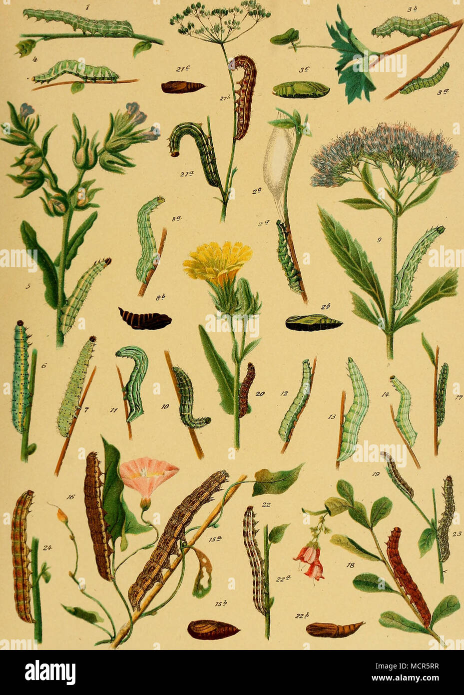 1. Tripartita. 2. a c. C. Aureum. 3. a c. Moneta. 4. Cheiranthi. 5