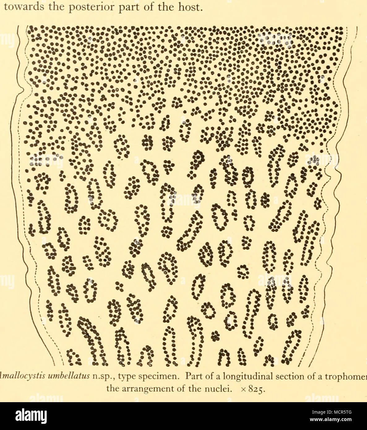 . Fig. 10. Amallocystis umbi lomere, showing No Studies were made of cytological details of the parasite. A few remarks on the trophomeres and the gonomeres may be given here. In the stained sections the trophomeres have a pink colour, the younger gonomeres may have the same colour or may have become a slightly darker red. The older gonomeres are stained much more deeply, and often show a dark blue colour. In the gonomeres the nuclei appear to be more or less evenly distributed throughout the whole organ. In the tropho- meres, however, there is a distinct difference between the proximal part a Stock Photo