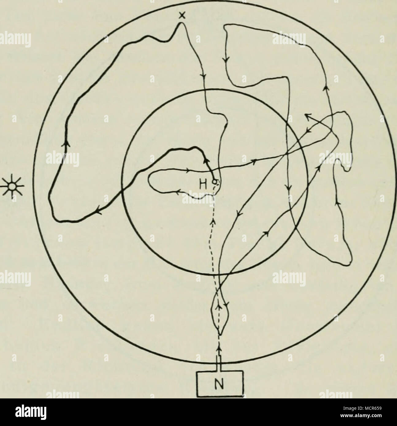 Oben 20 Fig 47 Unvollkommene Vi Rtucll Kinaesthctische Orientierung Nach Der Schwerkraft Bis X Mit