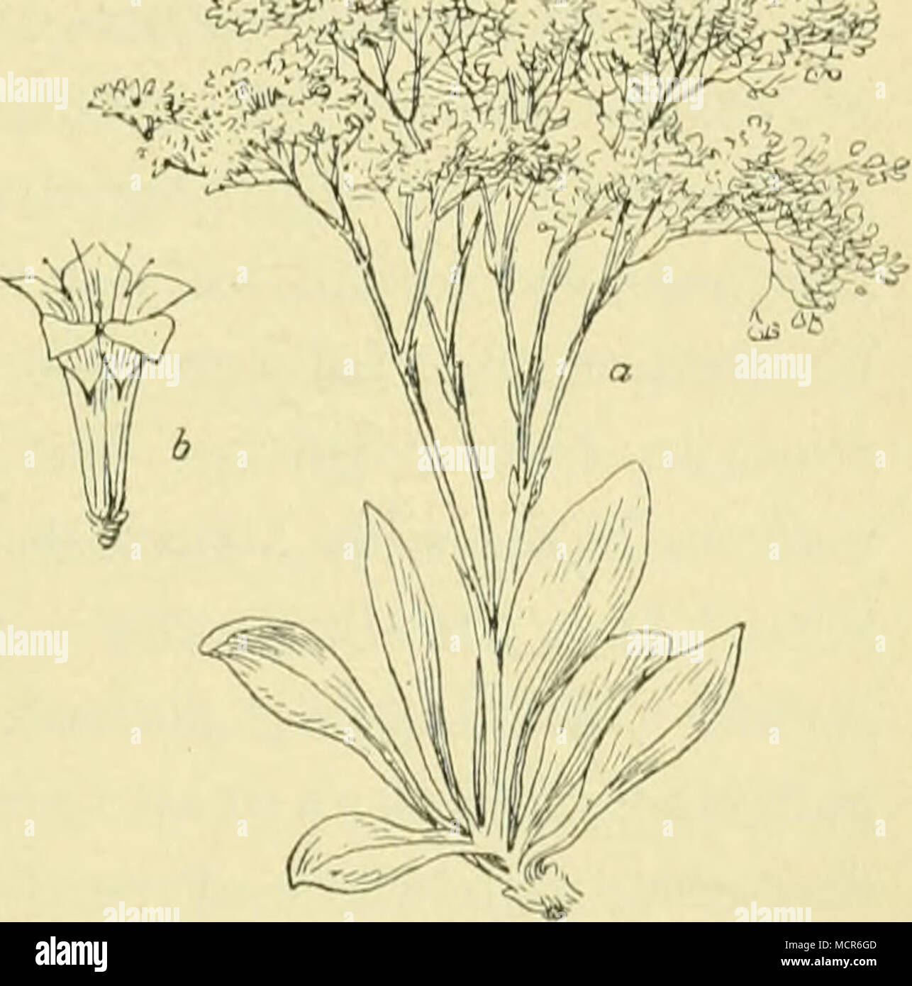 . Fifj. 32. Der echte Widerstoss (Statice Liiiionium). a. die blüten- tragende Stengelschirnitraube, b. die einzelne Hlüte. 89 Stock Photo