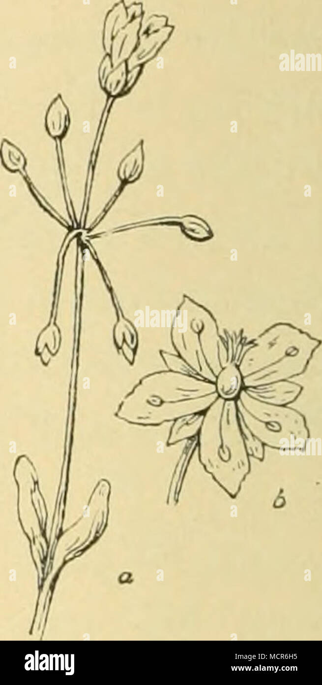 . Fig. 24. Oster- reichische Miere (Alsine austriaca Mert. u. Koch), a. blühende finden sich gern in Gesellschaft einiger Chenopodium- und Ar- Fig. 25. Dolden- blütige Spurre (Holosteum umbella- tum L.). a. oberer Pflanze vergr.,b. Blüte, temisia-Arteil, die längst Hcimat- TeU eines Zweigleins, vergr. '&quot; b. Blüte, vergr. recht auf der Steppe erworben haben; zu ihnen zählen die Sand-Kochie (Kochia arenaria Roth.), die liegende und die besenförmige Kochie (K. prostratra Schrad. — K. Scoparia Schrad.), der klebrige Gänse- fuss (Chenopodium Botrys L.), der graue Gänsefuss (Blitum glaucum Koch Stock Photo