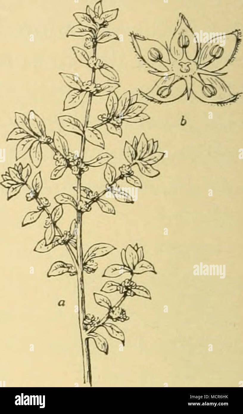 . Fig. 20. Gemeines Bruchkraut (Herniaria glabraL.). a. oberer Teil einer blühenden Pflanze, vergr., b. Blüte, vergr. später himmelblau, Echium rubrum hat blutrote und Echium italicum weiss bis rötlich und blassblaue Blüten. Auch der Acker- krummhals (Lycopsis ar- vensis L.), der schmal- blättrige Fadengriffel (Syrenia angustifolia Rchb.), eine 0,6 m hohe krautartige Crucifere mit schwefelgel- ben Blüten, die in einer Schirmtraube zusammen stehen (Fig. 19), das Stein- oder Schildkraut (klei- nes Steinkraut, Alyssum minimum Willd., grosses Steinkraut, A. incanum K., kelch- Stock Photo