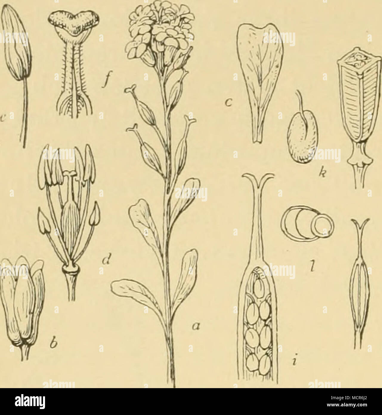 . Fig. 19. Schmalblättriger Fadengriffel (Syrenia angustifolia Rchb.). a. oberer blühender Teil des Stengels, b. Kelch, vergr., c. Blumenblatt, vergr., d. Staubgefässe und Stempel, vergr., e. Staubgefässe, vergr., f. Griffel, Narbe, vergr., g. Schote in natürl. Gr., h. unterer Teil einer quer durchschnittenen Schote, vergr., i. oberer Teil der Scheidenwand mit den Samen, k. ein Same, vergr., 1. Same quer durchschnitten, vergr. Stock Photo