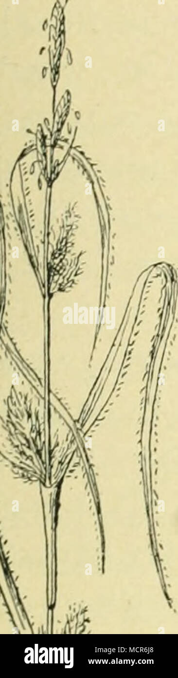 . Die Familie der Cyperaceen tritt auf den Grasfiächen der Pufzten, gegenüber den Gramineen, stark zurück. Heimisch sind auf trockenen, sandigen Plätzen das frühe Riedgras (Carex praecox Schreb.), das schmal- blättrige Riedgras (C. stenophylla Wahlb.), das niedere Riedgras (C. supina Wahl!).) und das hirseartige Riedgras (C. panicea L.), — und an feuchten Stellen: das knopfgrasartige und kurzhaarige Riedgras (Carex divisa Huds. — C. hirta L.); siehe Fig. lo. In den harten und scharfen Gräsern der Steppe findet sich reichlich Kieselsäure abgela- gert; namentlich ist sie in grossen Mengen fein k Stock Photo