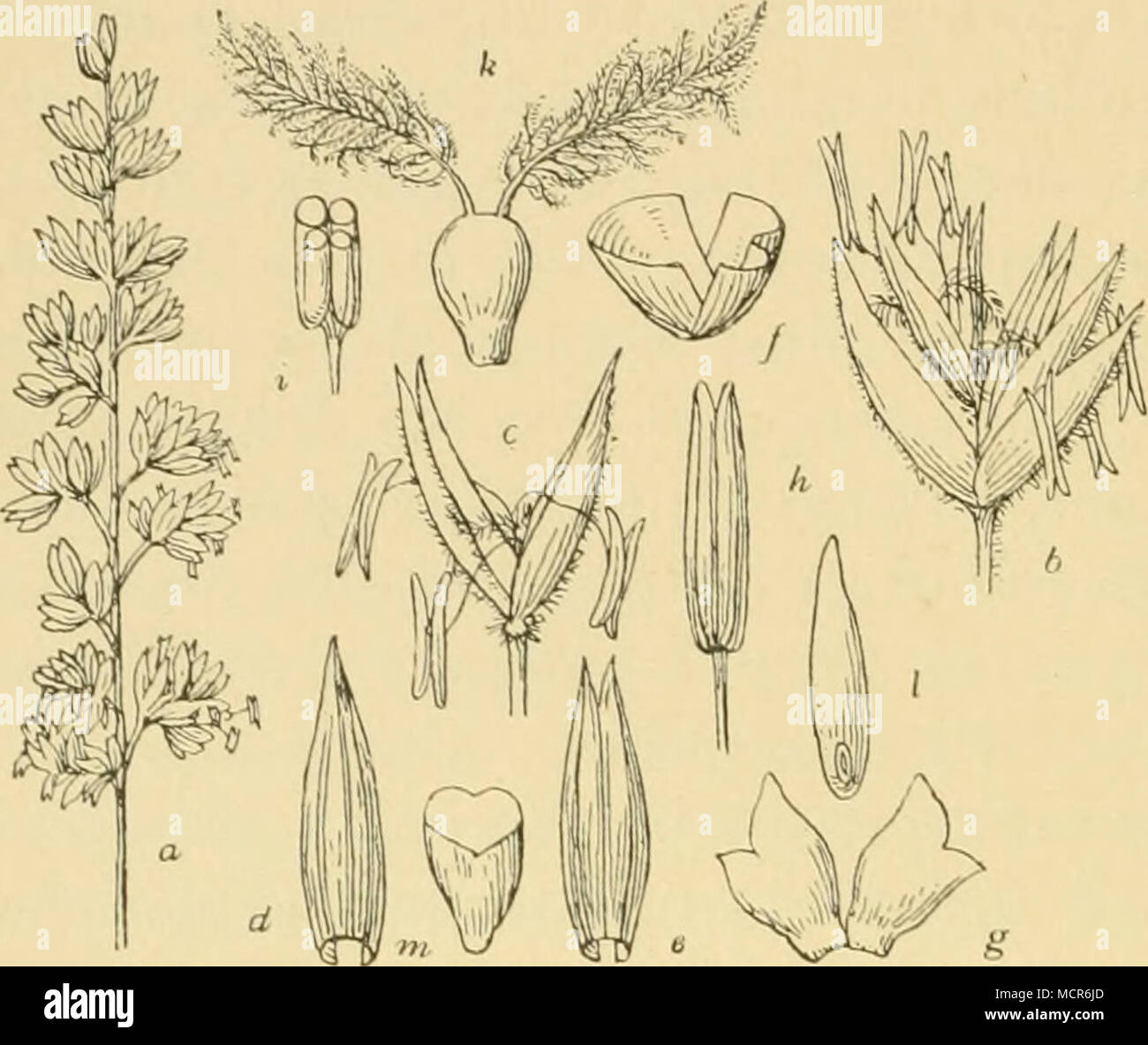 . Fig. 9. Die kammförmige Koelerie (Koeleria cristata Pers.). a. blühende Rispe, b. Ährchen, vergr., c. Blüte mit einem Teile des Blütenspindelchens, etwas vergr., d, e. das untere und das obere Blütenhüllblatt, etwas vergr., f. der untere Teil der quer durchschnittenen Blütenhülle, vergr., g. die Nebenschuppen, vergr., h. ein Staubbeutel vergr., i. ein Staubbeutel quer durchschnitten, vergr., k. ein Stempel, stark vergr., 1. Schliessfrucht, vergr., m. Schliessfrucht quer durch- schnitten. 32 Stock Photo