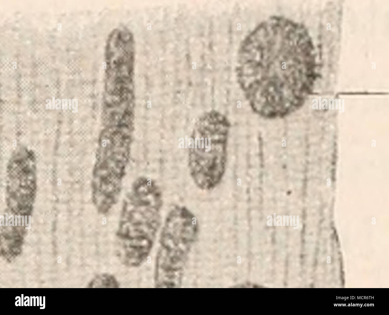 Pflanzliche parasiten hires stock photography and images Alamy