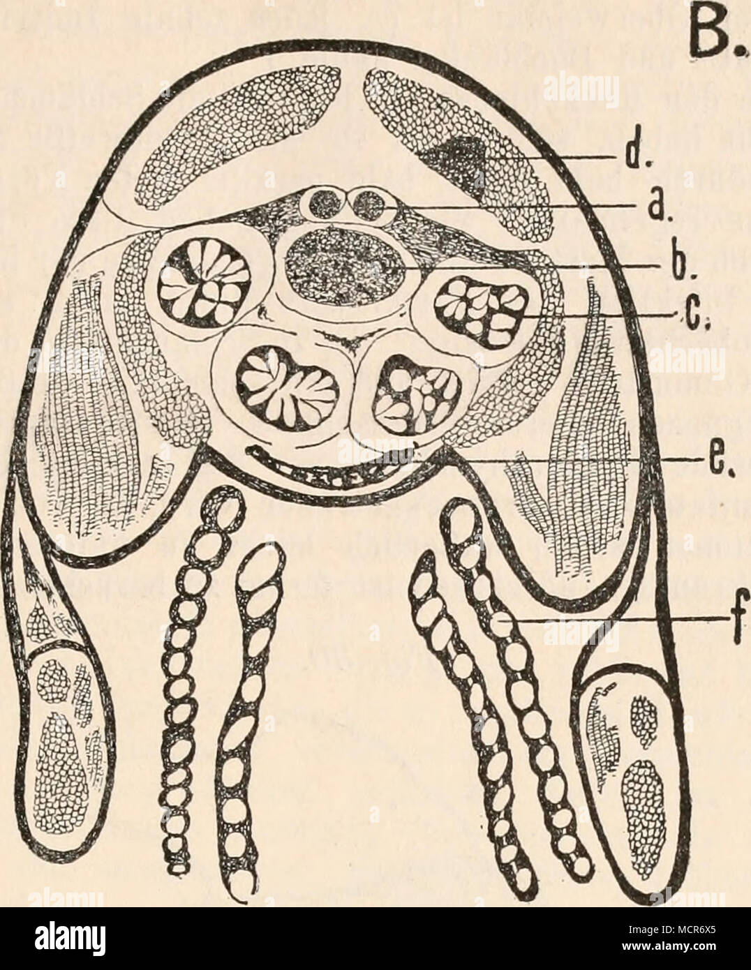 . Glugea Mülleri nov. spec. aus Gammarus pulex. A. Prontalschnitt durch den Rücken, a. Sohlundganglion, b. Darm. c. Leberschläuche, d. Muskelzell- infektion, e. BauchganglioD. f. Kiemen. B. Querschnitt durch den Thorax. Vergrößerung 50/1. Astacus fluviatilis beherbergt die Thelohania Contjeani, deren Sporen 3—4 mram lang sind, mit einem 15—20 mmm langen Polfaden. Palaemon rectirostris, serratus und varians haben die Thelohania octospora, mit gleich großen Sporen. Cragnon vulgaris hat die Thelohania Giardi, mit nur 2—3 mmm großen Sporen. Gammarus pulex hat die Glugea Mülleri, deren Sporen 3—4 m Stock Photo