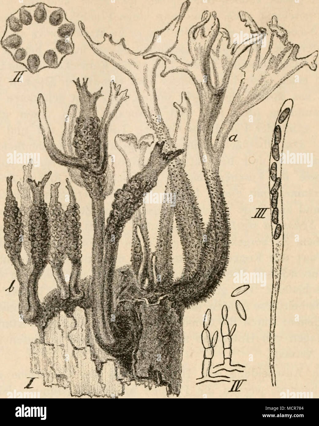 . (B, 7G0.) l''g- '52. Xylaria Hypoxylon L. I Fragment] eines Baumstumpfes mit den hirschgeweih-artig verzweigten F'ruchtlagern &lt;/, welche in dem oberen helleren Theile die Conidien tragen; bei /' sieht man die die Schlauchfruchte tragenden, keuligen Stromata. Die Schlauchfrüchte sitzen in dem warzigen Theile der Lager. II Querschnitt durch eine Stroma mit Perithecien, ca. 4 fach. III Schlauch mit seinen 8 Sporen. IV Conidienträger und Conidien von der Region a, stark vergr. I III und IV nach Tui.asne. (Fig. 34, I—IV //) und später von den Schlauchfrüchten abgelöst werden. Die- selben sind  Stock Photo