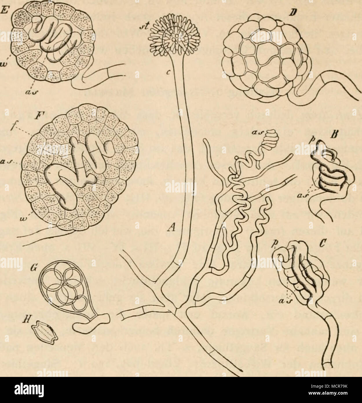 . (B. 749.) Fig- HI- Entwickelung von Aspergillus repens (zugleich für A. glaucus geltend) nach de Bary. A Mycel- ast mit Conidienträger c und jungen Ascogonen a s. B Schraubiges Ascogon a s mit dem ersten Hüllzweig p und einem zweiten. C älteres Exemplar, die Zahl der um das Ascogon wachsenden Hüllzweige vermehrt. D Junges Perithecium von aussen gesehen. E Dasselbe. F anderes junges Perithecium im optischen Längschnitt, in E die Bildung des Füllgewebes be- ginnend, zi&lt;a die Aussenwand, / die inneren Wand- und Füllzellen, as Ascogon. G Ascus mit Sporen. H Reife Ascospore isolirt, von A. gla Stock Photo