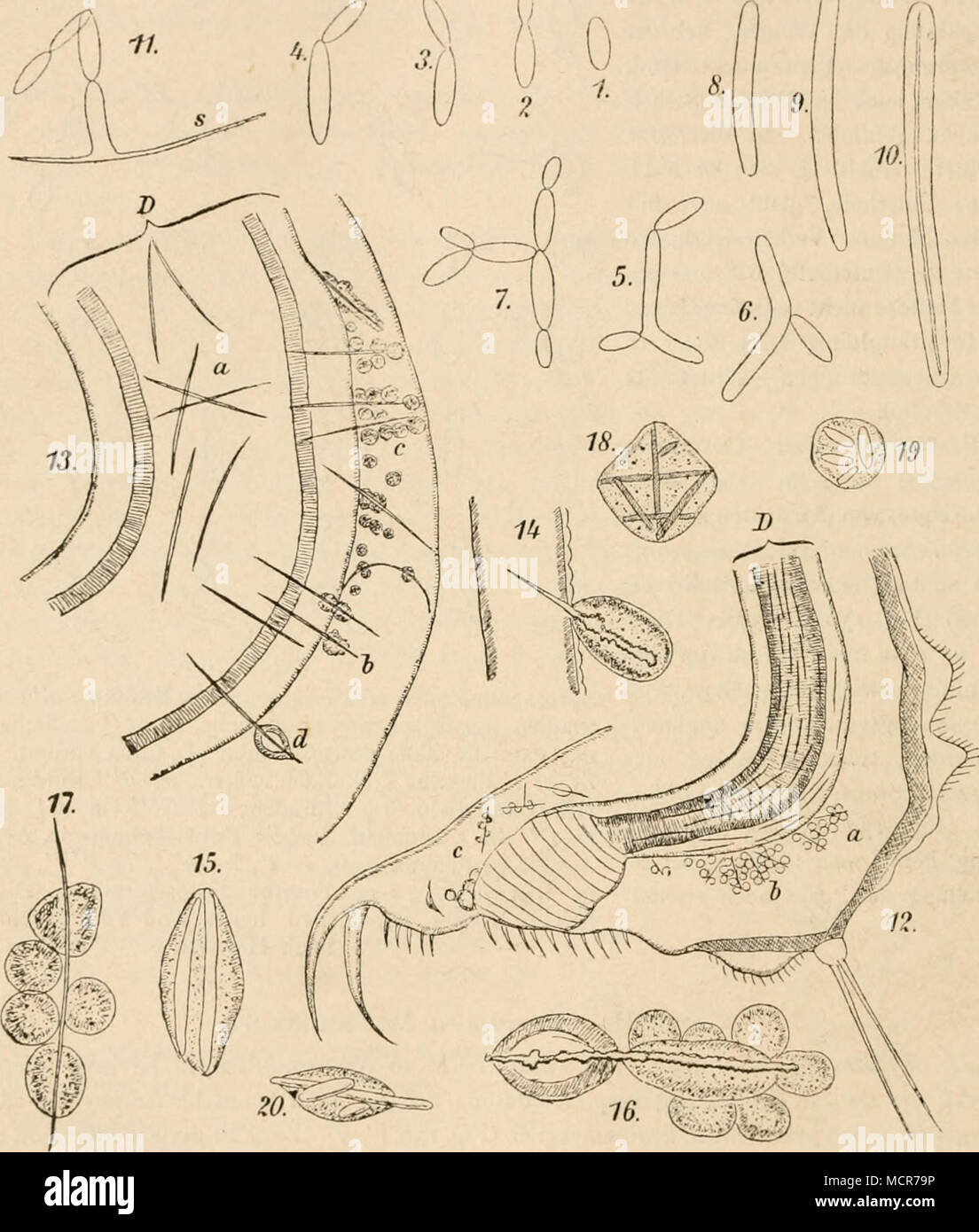 . (B. 746.) Fig- 138. Monospora cnspidata Mktschnikokk. 1—7. Vegetative Zust.ände, in Sprossung begriffen. 8 bis 9. Junge Asci, 10. Reifer Ascus mit seiner nadeiförmigen Spore. II. Spore, seitlich sprossend. 12 Stück vom Hinterleibc eines kleinen Krebses (Daphnia), von dem Pilze befallen; bei abc in der Leibeshöhle befindliche Sporen, von Blutkörperchen umgeben ; viele Sporen finden sich auch in der Darm wand D und im Darmlumen. 13. Stück aus dem Vordertheile eines Daphnia- Körpers. D Darmwand, bei bc und a von den nadeiförmigen Schlauchsporen durchbohrt, um welche sich zahlreiche Blutkörperch Stock Photo
