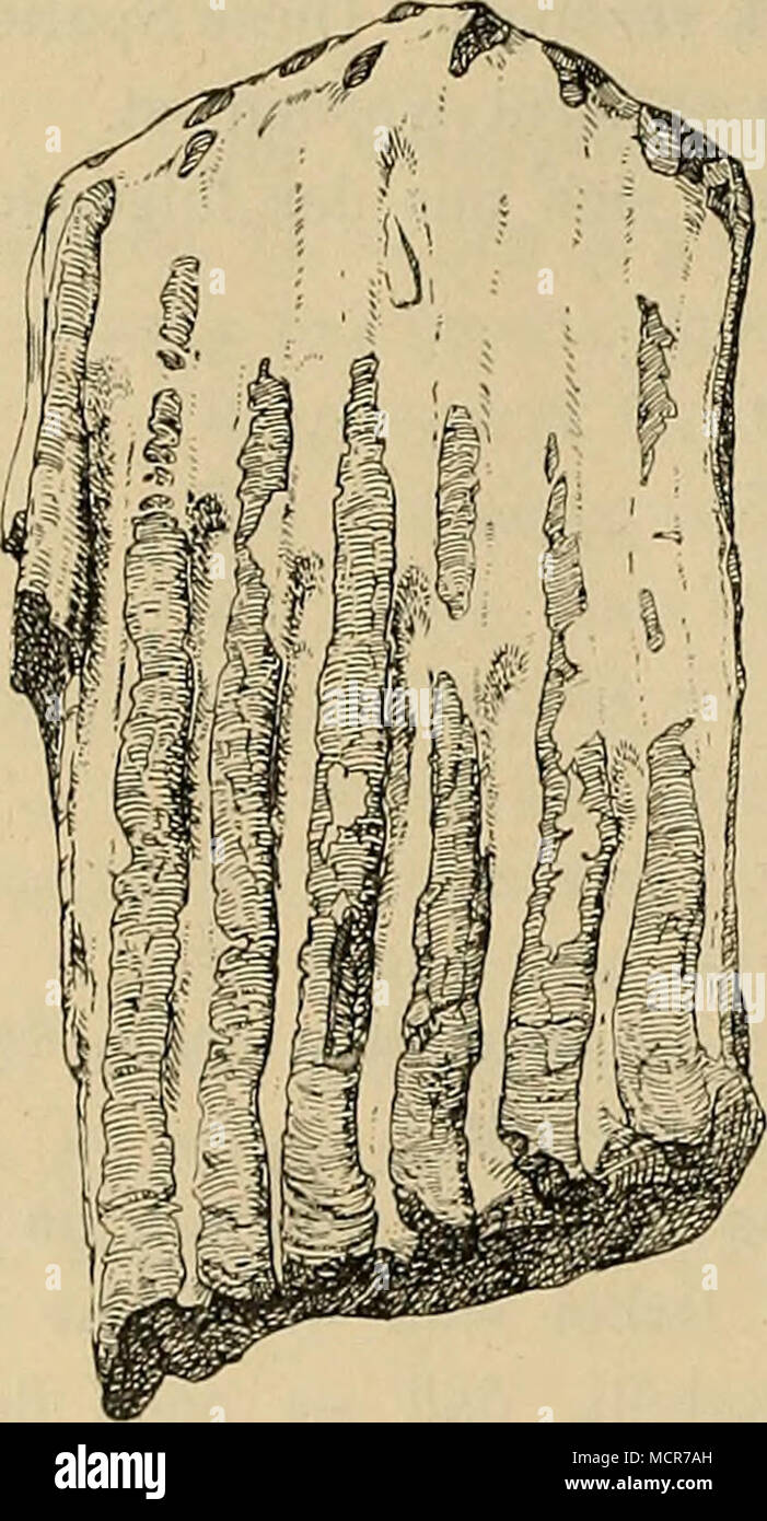 . Fig. 17. Seitenansicht des Molaren von Elephas sp. Nr. 1253 von Gendinjan (?). '/a nat. Gr. Stock Photo