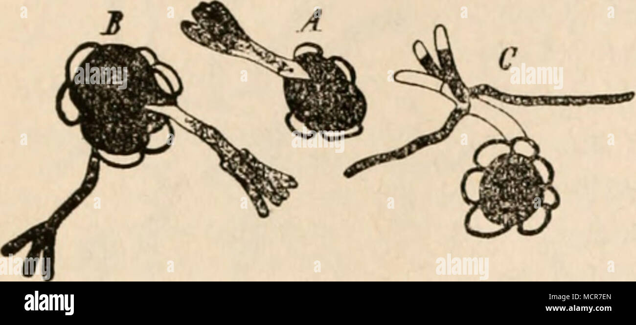 . (B. 714.) Fig. 106. Roggen-Stengel brand {Crocystis occultaKxw^tiw). 300 fach. Drei .Sporenapparate, bestehend aus den dunklen inhaltsreichen Dauersporen, die bei A zu zwei, bei ß zu drei vorhanden sind und aus den entleerten peripherischen Hüllzellen (Nebensporen). Die Dauersporen sind ausgekeimt und haben Pro- mycelien mit 3 — 4 Sporidien in Kranzkürperform getrieben. Bei C sind zwei derselben in Begriff, einen Keimschlauch zu treiben. (Aus Frank's Handbuch.) lungsgang folgenden Verlauf. ^ artigen Sporidien (Fig. 107, VIII^r, IXa), welche Sekundärsporidien entwickeln (Fig. IXi^). Diese dri Stock Photo