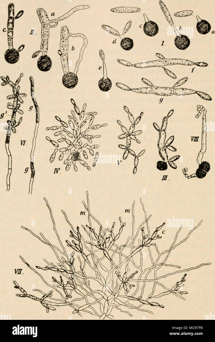 Get Kurzes superior For Android Free Kurzes Superior