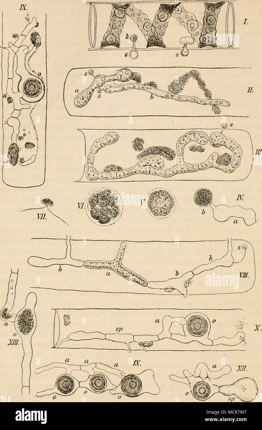 . (B. 678.) iMgenidhim Rabenhorstii Zoi Fig. 69. I Spirooyra2,ti!i