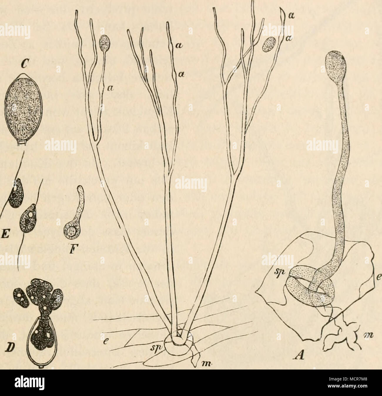. F'g 72. (B. 681.) Phytophthora infesians DE Bary. Pilz der