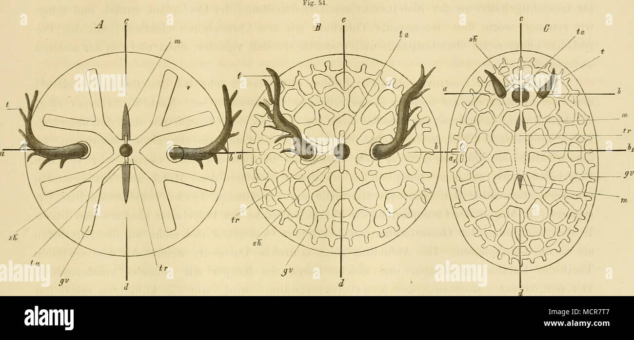 . Chun unterscheidet bei den Ctenophoren noch eine auf der Trichter