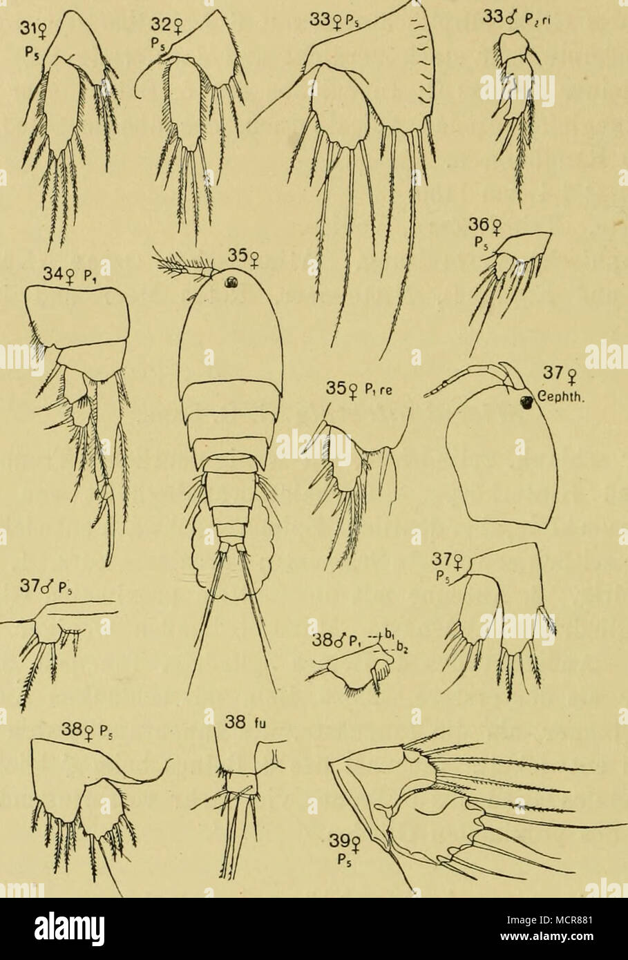 . Fig. L. 31 Microthalestris forficula (Claus). 32 M. lifforalis G. 0. Saks. 33 Dactylo- pusia tfmboides (Claus). 34 Westwoodia assimilis G. 0. Sars. 35 W. nobilis (Baied). 36 W. pygmaea {Scott). 37 Dlosaccus tenuicornis {Ci.avs). 38 Amphiascus abyssi (Bokck). 39 A. cinctiis (Claus). [Alle Figuren nach G. 0. Sabs.J den Thoracalsegmente zusammen, Epimeren nicht selir hoch, gebogen. Eostrum schmal lanzettförmig. Epimeren des 2.—5. Thoracal- segments klein, hinten abgerundet. 5. Thoracalsegment kaum schmäler als das 4. Abdominalsegment, an den Seiten- und Hinter- rändern dicht bestachelt, Genital Stock Photo