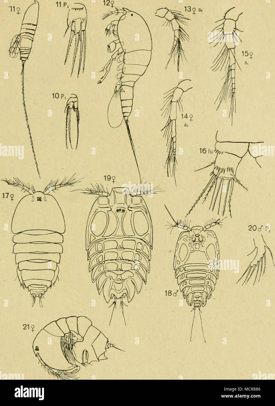 . Fig. J. 10 Microseiella nortcegica (Boeck). 11 M. rosea (Dana). 12 Harpadiciis chelifer (0. F. Müller). 13 H. flexus Brady et Robertson. 14 H. gracüis Claus. 15 R. uniremis Kröyer. 16 Tigriopus fulvus var. adriatica Doüwe. 17 Alteutha inter- rupta [Goodsir). 18 Ptltidium gracile [Claxjs). 19 P.pnrpureumFuiLivTi. 20 P. rohustum (Claus). 21 Parategastes sphaericus (Claus). [10 m. 11 nach van Breemen. Ki nach van Douwe, 12—15, 17, 19, 21 uach ü. 0. Sars, 18 u. 20 nach Claus.] 1. Antenne 6gliedrig-, die proximalen Glieder zusammen so lang wie die 3 distalen (zusammen). Innere Endborste am Innenl Stock Photo