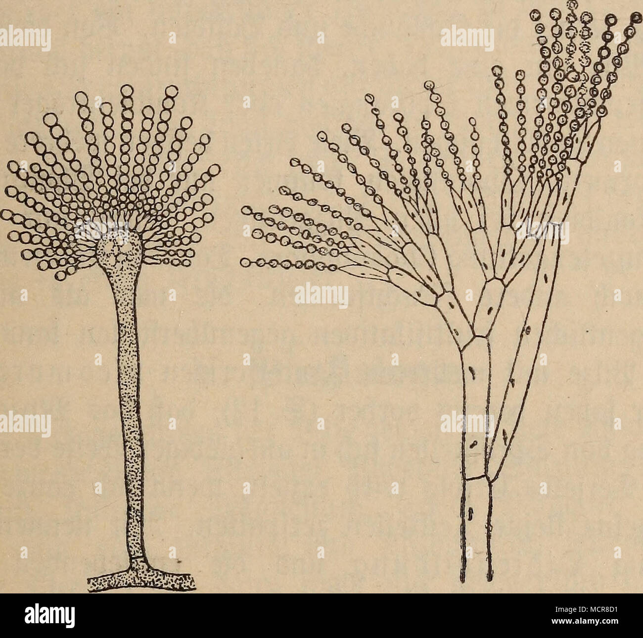 . fViQ. C. 1. Aspergillus (nadj ®nty). 2. Penicillium (nadj $8te= felb). ^onibientrager mit Letten öon ®cmibien. reifere 21uäbilbimg nad) öerjd)tebenen Seiten t)in. (Sf)ara!te* riftifdE) für bie 21rt lann er fid) in ber mannigfachen SBeife fcerjtoeigen, fo baß totr alle Analoga §u hen SSerätoetgmtg^ ftyftemen ber SSlütenftänbe ber t)öt)eren ^flangen finben. ©§ lönnen aber and) bie Äonibtenträger ju offenen Sagern ober faft gefdjloffenen 3Set)ctltem (5ßt)lniben) jufammentreten. ©nblid) aber !ann bie ©ifferenjietung, toie beim ©porangtum, nad) ber Seite ber 9iegelmäj3tgfeit fyn erfolgen. Sann ft Stock Photo