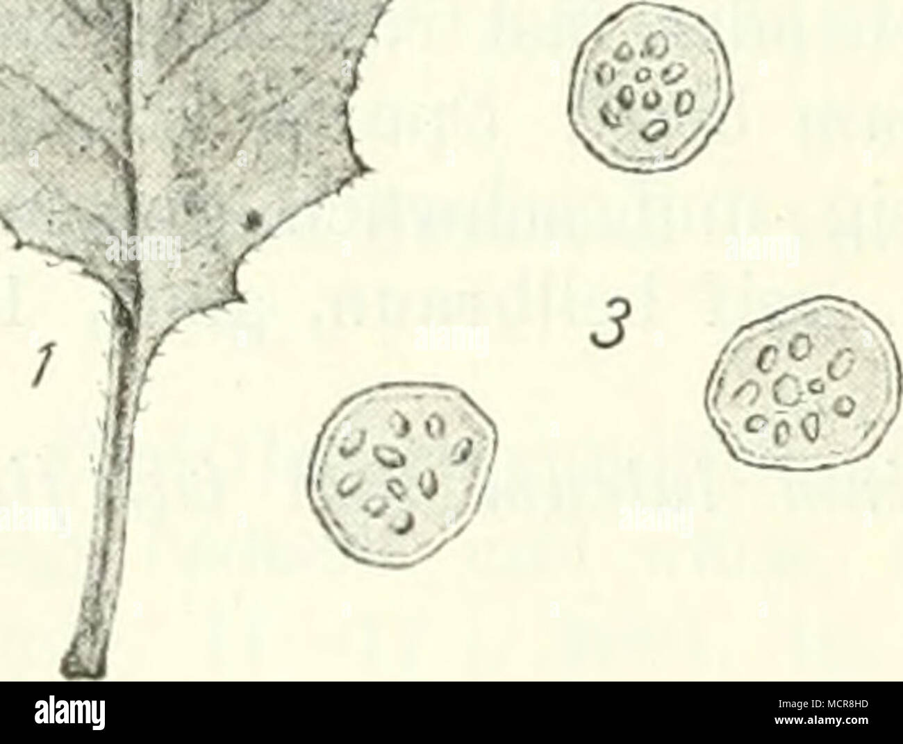. Abb. 21. Entyloma Calendulae: 1 =Ein Blatt von Hieracium mu- rorum mit dem Pilze; 2 iiiterkalar gebildete Spore; 3=iso- grünlich oder weiss, später braun, oft lierte Sporen. (Original.) ^:^^ rotbraunem oder karminrotem Sau- me; Sporen kuglig, 10—15 ^ breit, hell- gelb bis hellgelbbraun, mit doppelter, 2—3 /&lt; dicker, glatter Membran. In Blättern vei-schiedener Compositen von Mai bis zum Winter: Ärnoseris pusilla: Zäholice bei Turnau (Kabät)! Arnica montana: Keil- berg im Erzgebirge (Wagner, Krieger)! Calendula officinalis: Herrns- kretschen, Tetschen (Wagner); Welwarn (Kabät). Hieracium mu Stock Photo