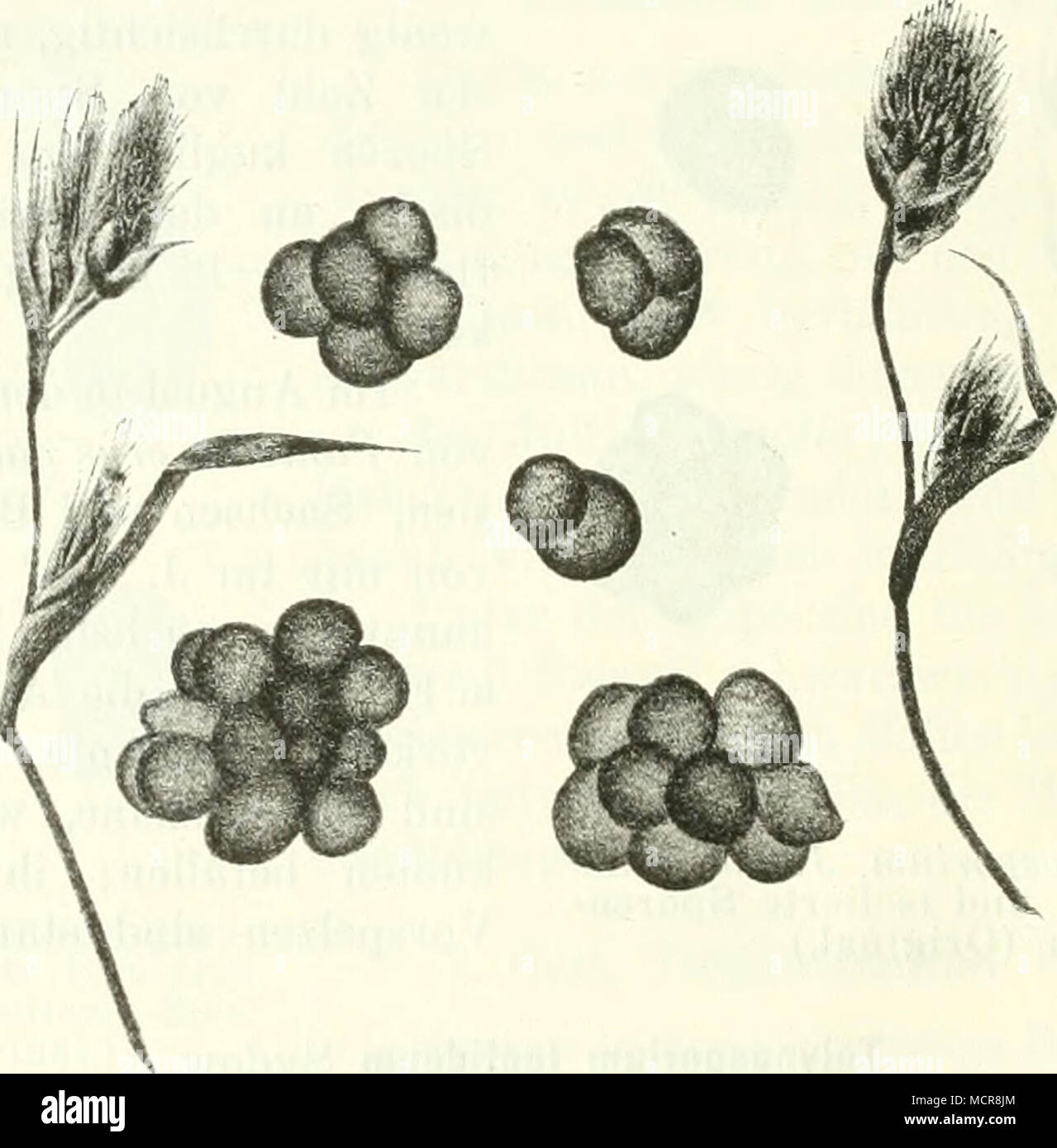 . Abb. 17. Thecaphora aterrima: Brandige Ährchen und isolierte Sporenballen. (Original.) bis 57 (( breit, schwarzbraun, selten l2zellig, gewöhnlieh 3—20zellig; Sporen kuglig bis ellipsoidiseh, an den Berührungsseiten flach, 7&quot;5—15 ^i breit, mit kastanienbrauner, undeutlich warziger Membran. In weiblichen und männlichen Aehren verschiedener Carex-Arten: Carex Michelü: Von Ende Mal bis zum Anfang Juli bei Radotin nächst Prag! Carex praecox: Von Ende April und im Mai bei Stechovic (Pod- pera)! Stock Photo