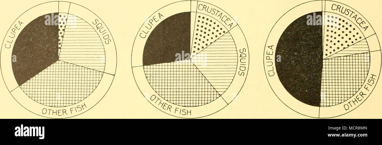 . Fig. 26. Diagrams showing crude relative proportions (arbitrarily weighted) of the main food categories of Merlucdus huhbsi at different seasons. Weighting: fish x 5, squids x 4, Crustacea x i, and echinoderms, etc., x i. Echinoderms, etc., which are rarely eaten are left white in the diagrams. A, third survey, summer. B, first survey, autumn. C, second survey, winter. PARASITES Like most other sea fishes M. hubbsi were observed to be very commonly infested with nematode, cestode and trematode worms. On the first survey these three classes of parasites were observed to be present in (roughly Stock Photo