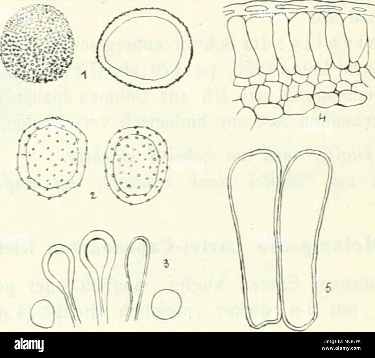 . Abb. 51. Melampsora Lai-id-epitea. 1. Caeomasporen. 2., 3. Uredosporen und Para- fyseu. ö. Schnitt durch ein Teleutosporenlager. 5. Vergrösserte Teleutosporen. (Nach Klebahn). üredo- und Teleutosporen auf verschiedenen Salix-Arten und zwar: S aurita, cinerea, viminalis, hypophaifolia, Capraea, acutifolia, daphnoides, aurita X viminalis, pur purea X viminalis, dasyclados, Smithiana, retusa, herbacea, reticulata, serpyllifolia, nigricans, glabra, arbuscula, fragilis, purpurea, grandifolia. Aus Böhmen mit Sicherheit bisher nur auf Salix viminalis: Turnau (Kabät)! Zdär bei Polic a M.I Salix Capr Stock Photo