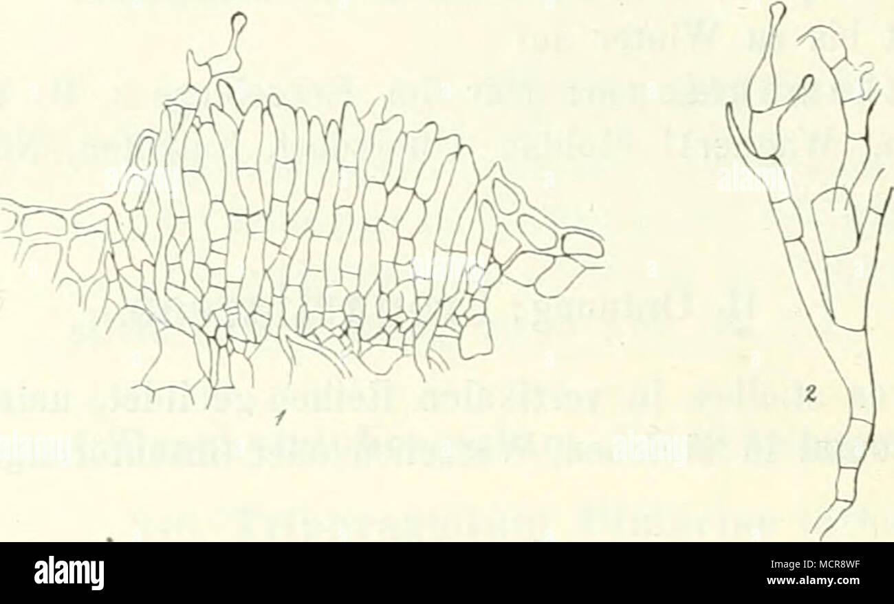 . Abb. 39. Chrijsomyxa Rhododendri. 1. Schnitt durch ein Teleutosporeniager. â -'. VergrÃ¶sserte keimende Teleutosporen. (Nach de Bary.) Teleutosporeniager rotbraun, bei der Keimung orange, rundlich bis lÃ¤nglich, mehr oder weniger dicht gruppiert; Sporen prismatisch, 20 â 30 /t lang, 10â14 ;t breit, in der Mitte der Polster in 4 ât^zelligen Reihen; Membran hyalin, dÃ¼nn, nur am Scheitel ringfÃ¶rmig verdickt. Aecidien im August :iuf Picea excelsa; aus BÃ¶hmen sah ich sie noch nicht. â Uredosporeu und Teleutosporen von Mai auf Rliododen d ron hirsutum: Turnau in GlashÃ¤usern (KabÃ¤t)! In den Al Stock Photo
